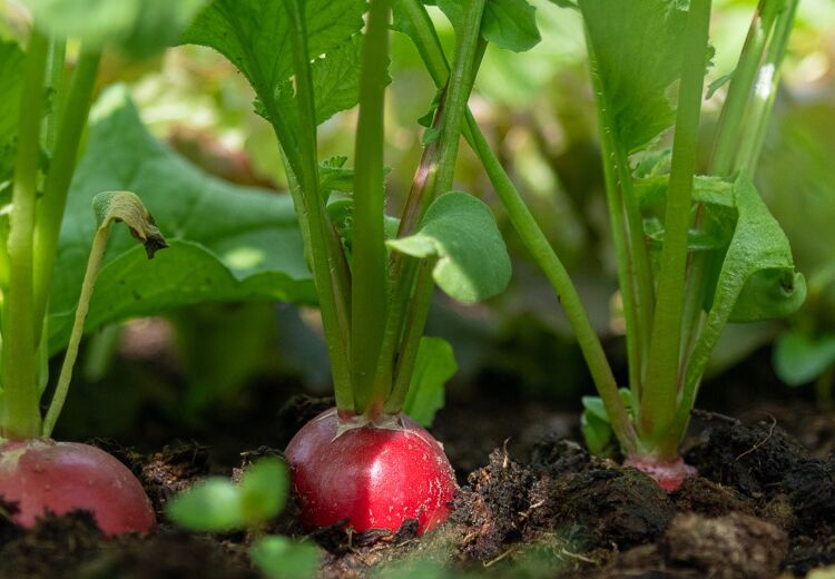 Radijsjes kunnen al binnen drie weken geoogst worden en zijn één van de snelst groeiende groenten ter wereld!